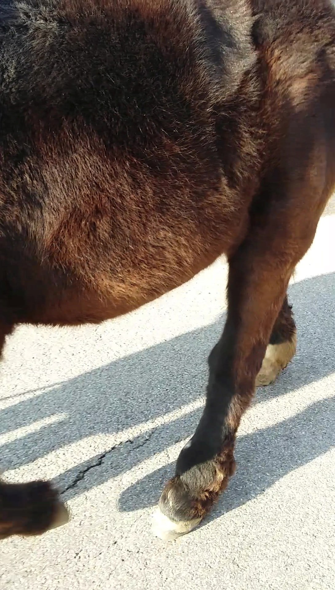 Horse with straight hind legs after surgery