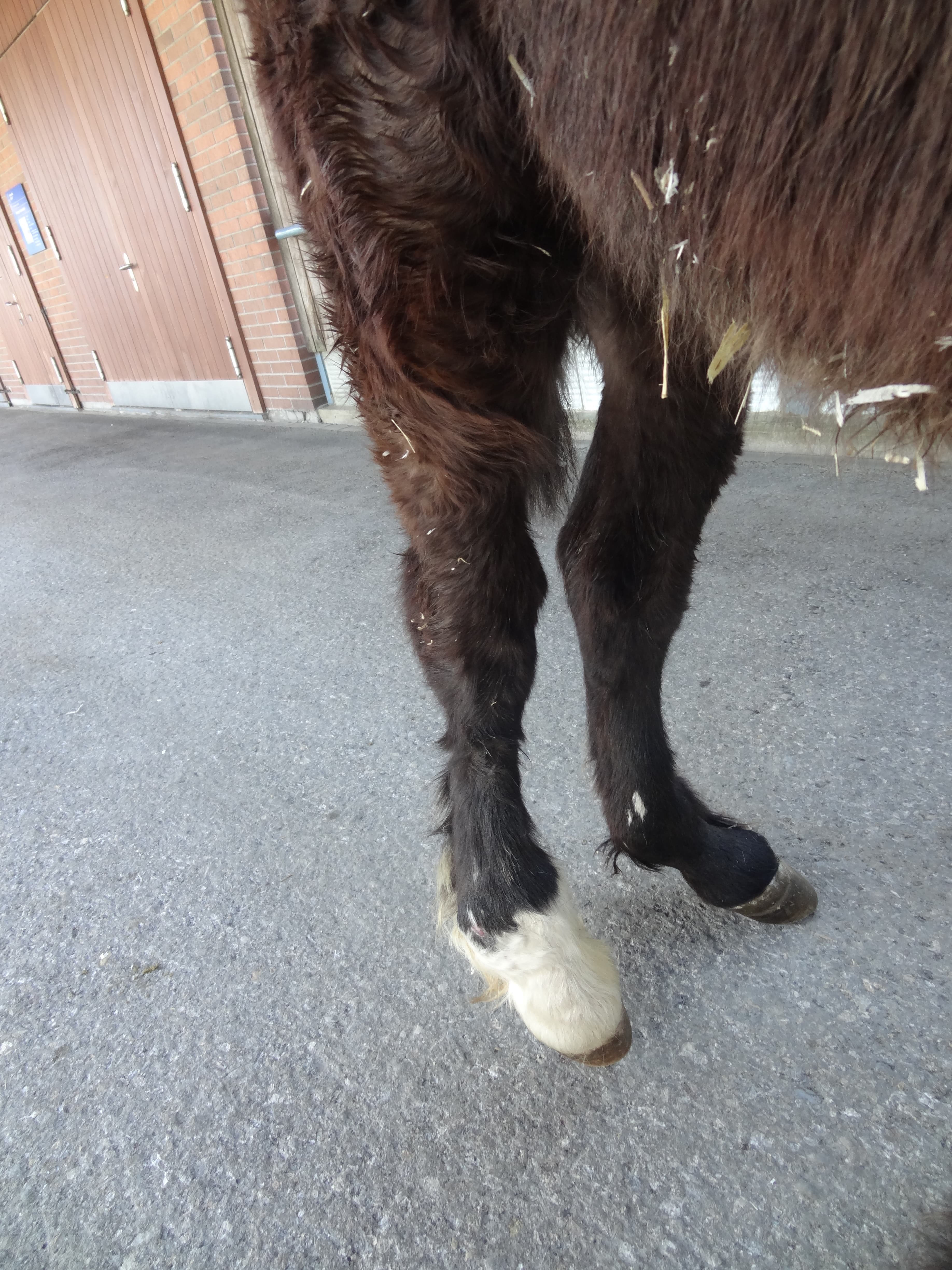 Horse before surgery with deformed hind legs